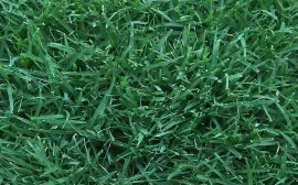 Grama NorthBridge Itograss Alta performance em qualquer estação