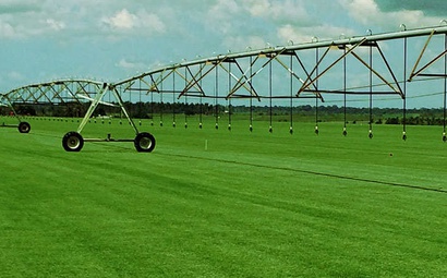 Grama Zeon Itograss no Nordeste Grama Zeon Itograss no Nordeste