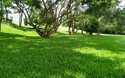 Grama São Carlos Plus em sombra de árvore Grama São Carlos Plus sendo vista embaixo de sombra de árvore, mostrando que a grama é resistente a sombra