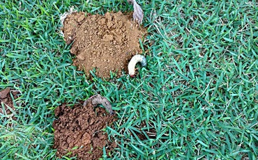 corós em gramados fazendo buracos Corós sendo vistos fazendo buracos na terra em um gramado que está precisando de cuidados para essa praga