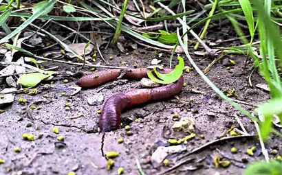 minhoca na grama minhoca na grama sendo vista de cima