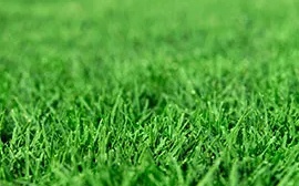 Grama Bermudas Tifway 419 Itograss Grama Bermudas Tifway 419, a melhor opção de grama para campos esportivos