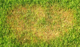 Cuidados com os gramados no outono