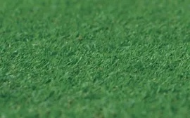 Grama Bermudas TifEagle Itograss Grama Bermudas TifEagle, a melhor opção de grama para greens de golfe e quadras de tênis