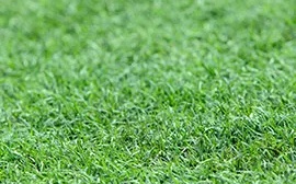 Grama Bermudas Celebration Itograss Grama Bermudas Celebration, a melhor opção de grama para campos de futebol