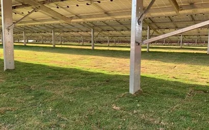 None uso da grama esmeralda em usinas solares