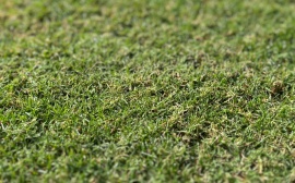 Grama Celebration Hybrid Itograss Grama Celebration Hybrid Itograss