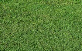Grama Bermudas Tifdwarf Itograss Grama Bermudas Tifdwarf, a melhor opção de grama para campos de golfe