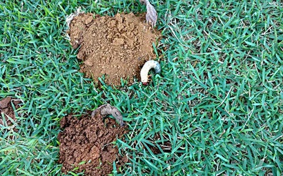 corós em gramados fazendo buracos Corós sendo vistos fazendo buracos na terra em um gramado que está precisando de cuidados para essa praga