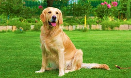 Como Adaptar o Jardim ao Cão de Guarda?