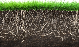 Um gramado mais bonito com um custo de manutenção menor