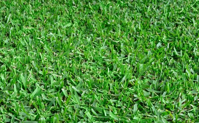 None Grama São Carlos Plus em tom de verde bem acentuado