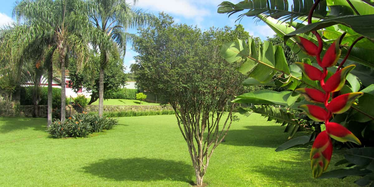 Jardim Residencial Grama para paisagismo - jardim residencial em MG