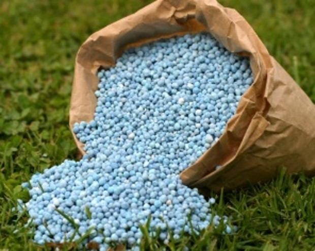 como adubar a grama dicas de como adubar a grama