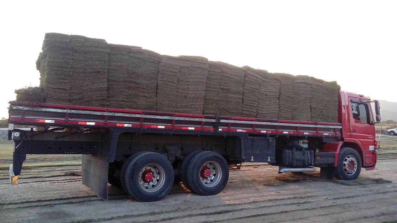 carregamento grama carregamento grama esmeralda