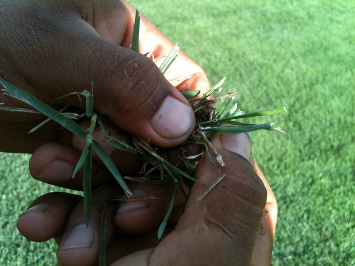 manchas escuras no gramado como tratar manchas escuras no gramado