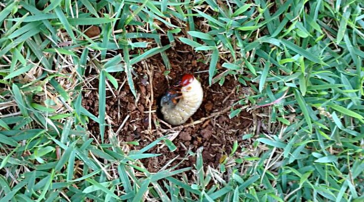corós na grama como tratar corós na grama