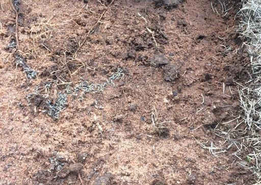 cupim na grama como tratar cupim no gramado