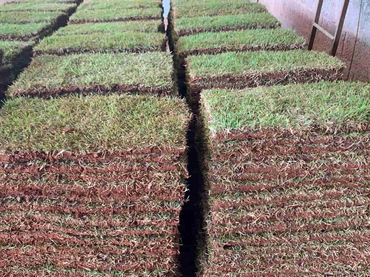 tapete grama tapete grama esmeralda