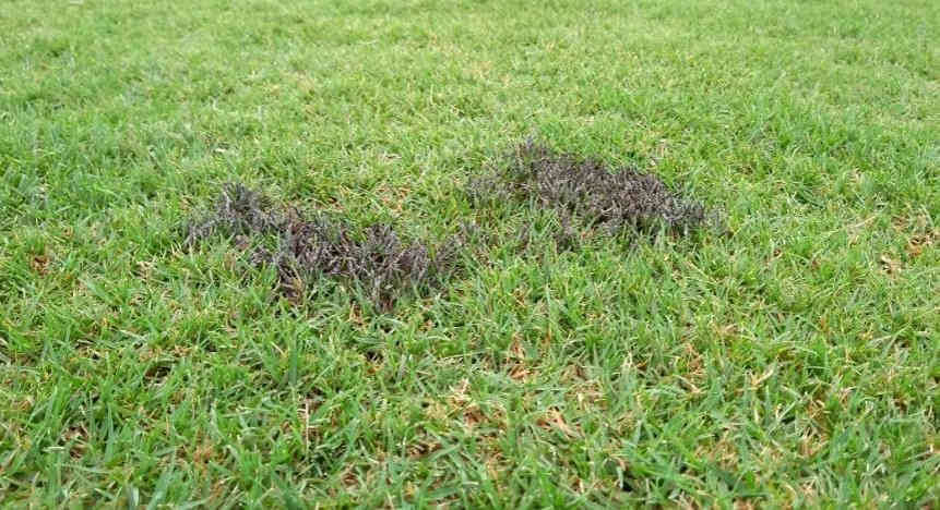 manchas pretas no gramado como tratar manchas pretas na grama