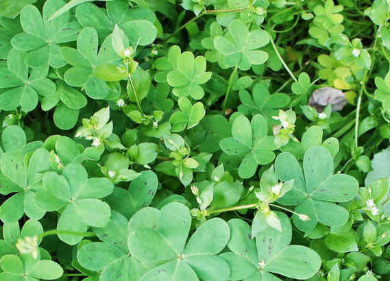 ervas daninhas na grama como tratar ervas daninhas na grama