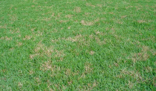 pequenas machas no gramado como tratar pequenas machas no gramado