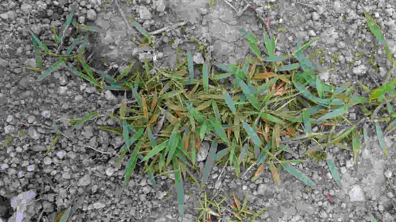 ferrugem no gramado como tratar ferrugem no gramado