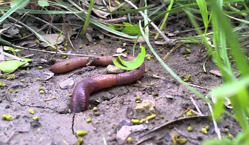 minhoca na grama como tratar minhoca na grama