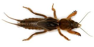 buracos no gramado saiba como tratar buracos no gramado