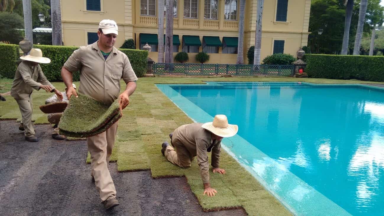 plantio tapete grama plantio tapete grama esmeralda
