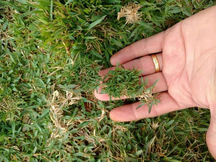 pequenas folhas no gramado saiba como tratar ácaros pequenas folhas no gramado