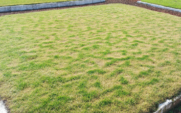 Adubação no gramado Adubar o gramado e recuperar seu verde