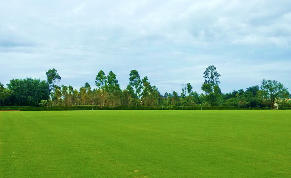 Campos de polo com grama Itograss Campos de polo com grama Itograss