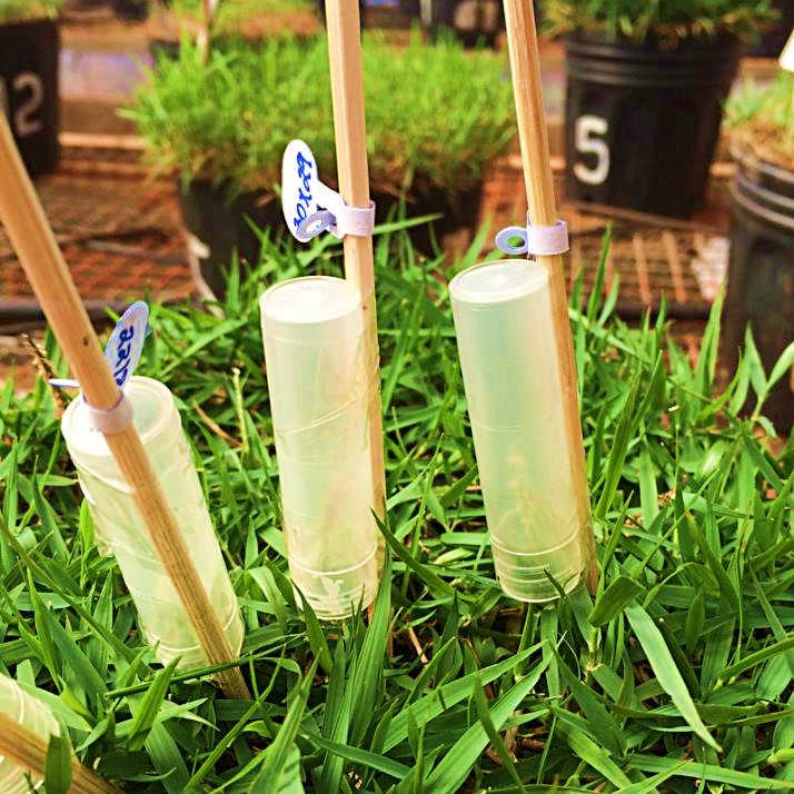 Itograss investe em programa de melhoramento genético de grama Itograss investe em programa de melhoramento genético de grama