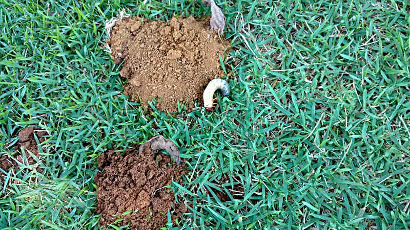 corós em gramados fazendo buracos Corós sendo vistos fazendo buracos na terra em um gramado que está precisando de cuidados para essa praga