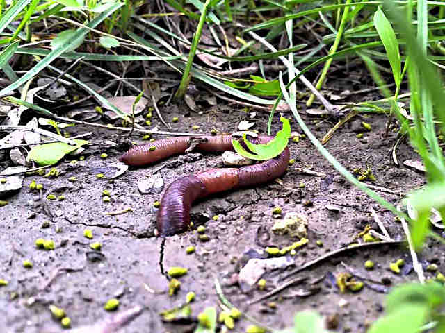 minhoca na grama minhoca na grama sendo vista de cima