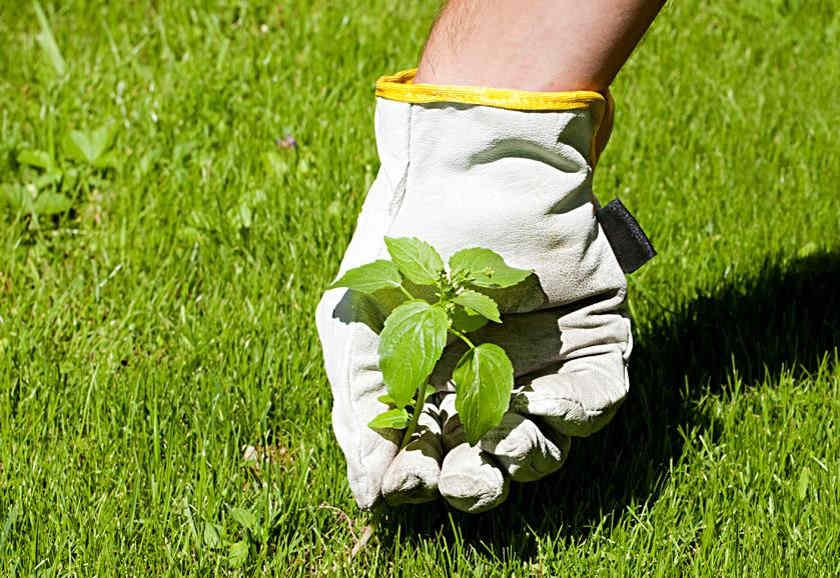 ervas daninhas em gramados ervas daninhas em gramados