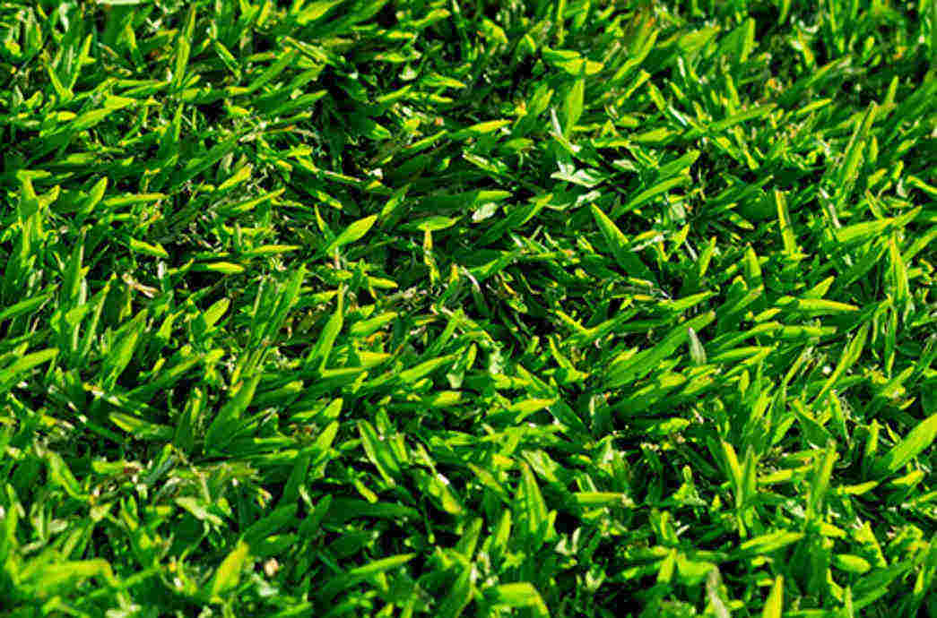 TIPOS DE GRAMAS MAIS RESISTENTES DO MERCADO TIPOS DE GRAMAS MAIS RESISTENTES DO MERCADO