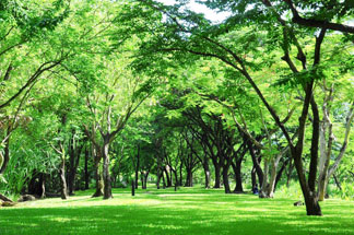 diferenciais grama são carlos plus diferenciais grama são carlos plus