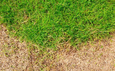 SOLUÇÕES SIMPLES PARA RECUPERAR GRAMADOS SECOS E COM FALHAS COMO RECUPERAR GRAMADOS SECOS E COM FALHAS