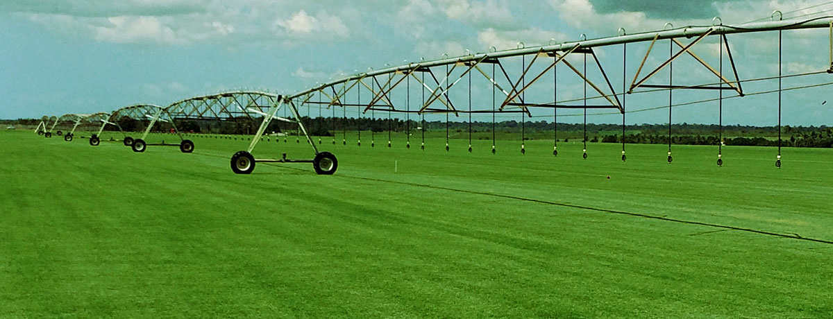 Grama Zeon Itograss no Nordeste Grama Zeon Itograss no Nordeste