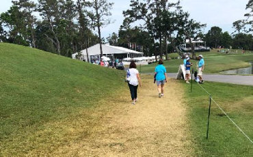 Gramas mais tolerantes ao pisoteio Gramas mais tolerantes ao pisoteio