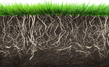 Preparo do solo Como preparar o solo antes de plantar grama