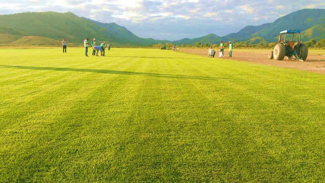 colheita de grama maxi rolo para o maracanã colheita de grama maxi rolo para o maracanã