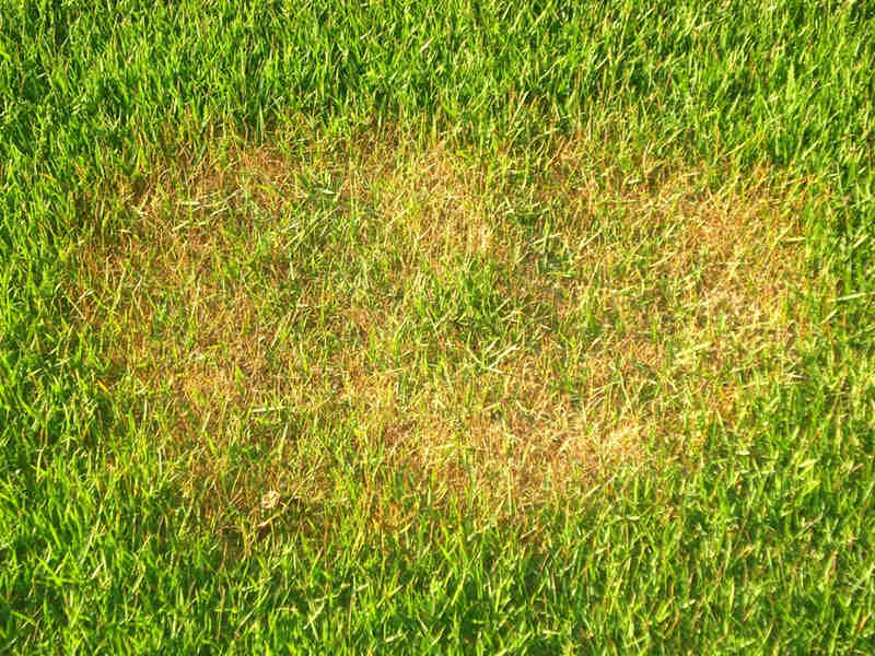 Itograss dá dicas de como cuidar do gramado no outono Itograss dá dicas de como cuidar do gramado no outono