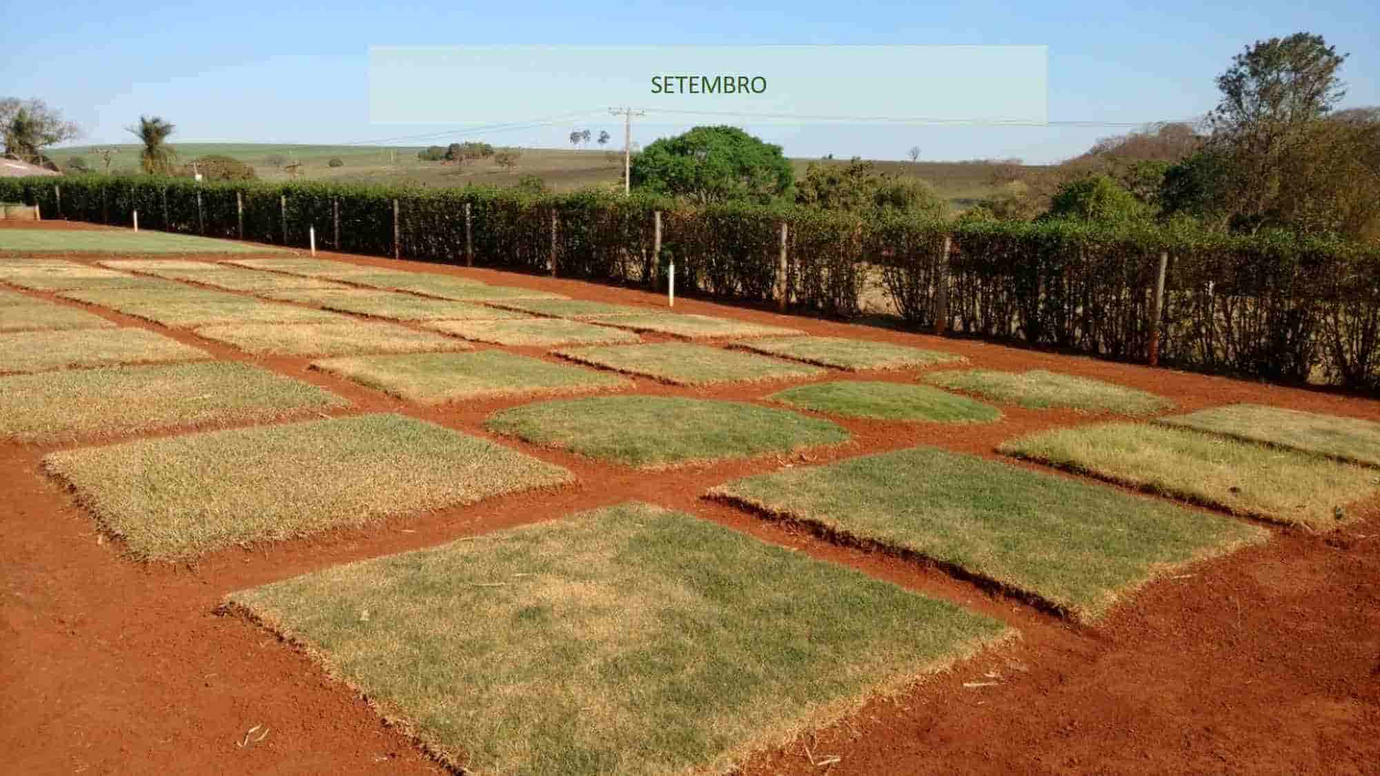 Variedades de grama mais resistentes a seca Variedades de grama mais resistentes a seca