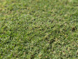 Grama Celebration Hybrid Itograss Grama Celebration Hybrid Itograss