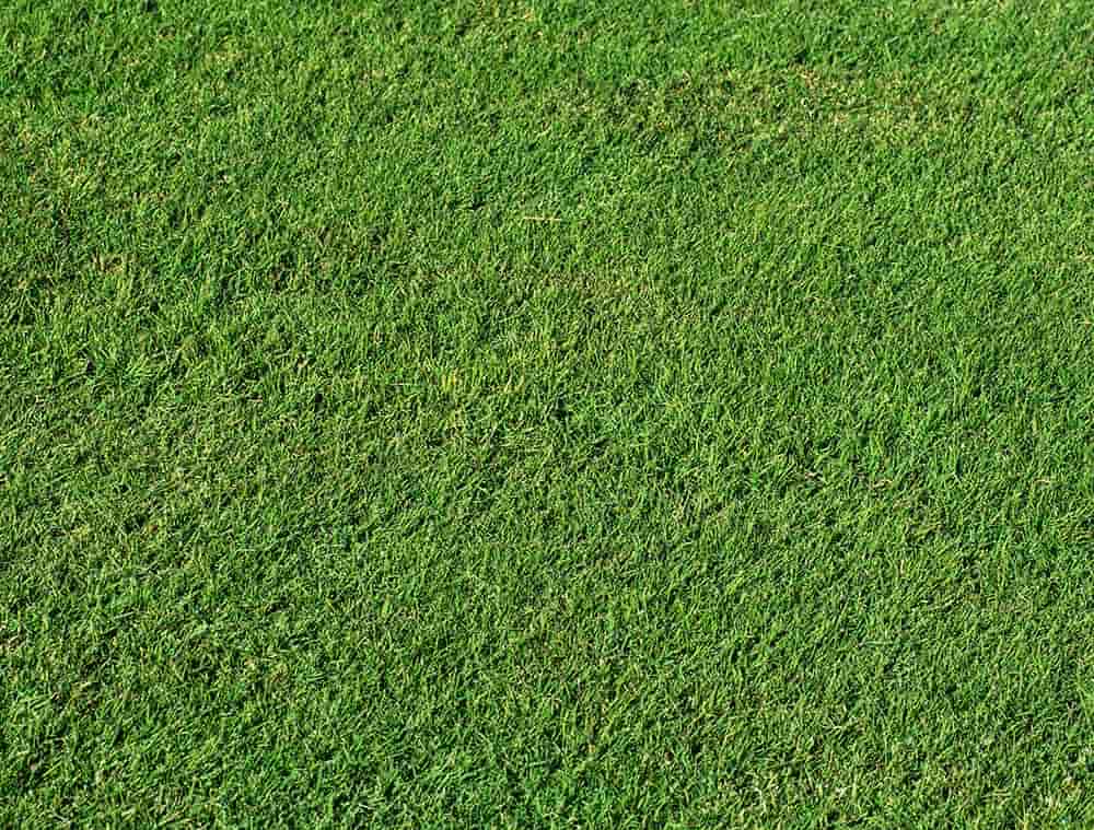 Grama Bermudas Tifdwarf Itograss Grama Bermudas Tifdwarf, a melhor opção de grama para campos de golfe